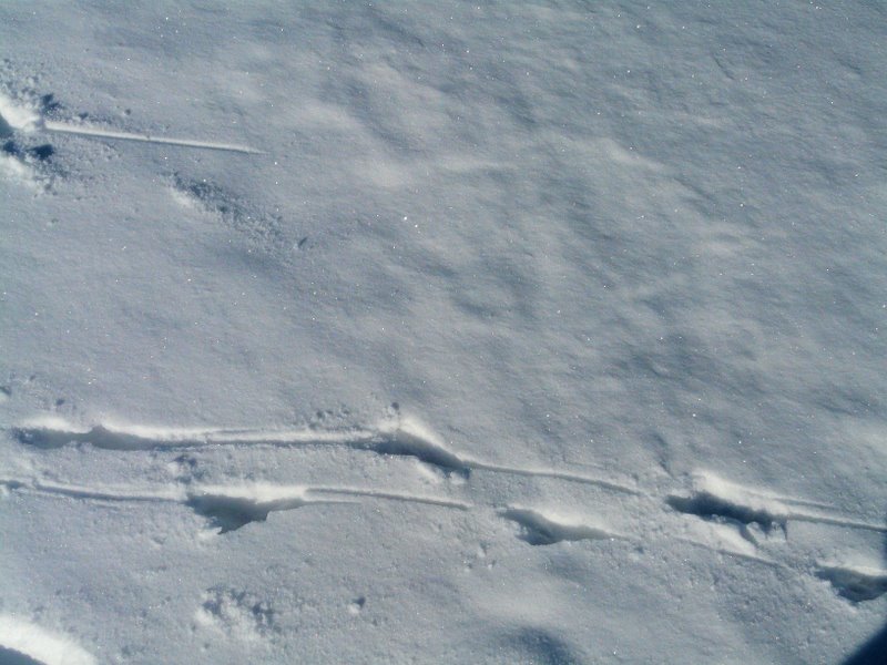 impronta sulla neve